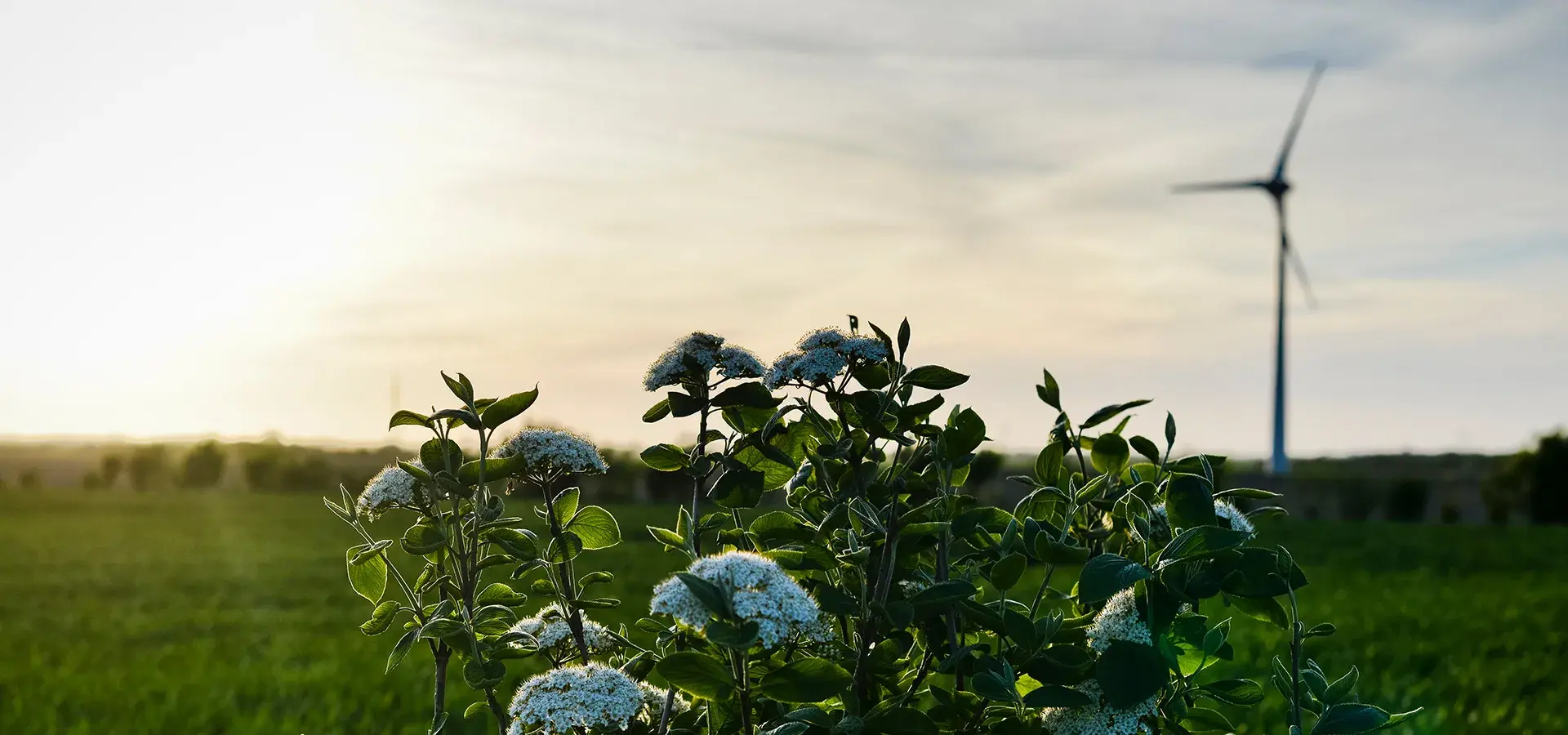 Paysage éolien en France, couché de soleil, avec plante en fleur au premier plan et éolienne en flou d'arrière plan