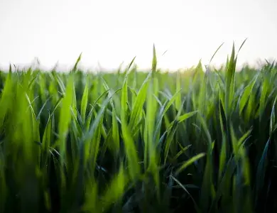 Herbe