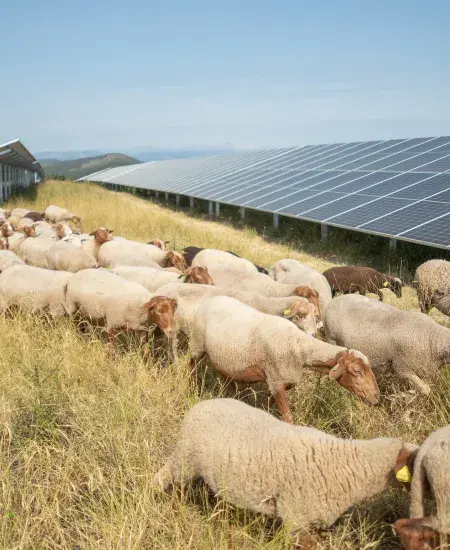 Moutons Grange du Causse