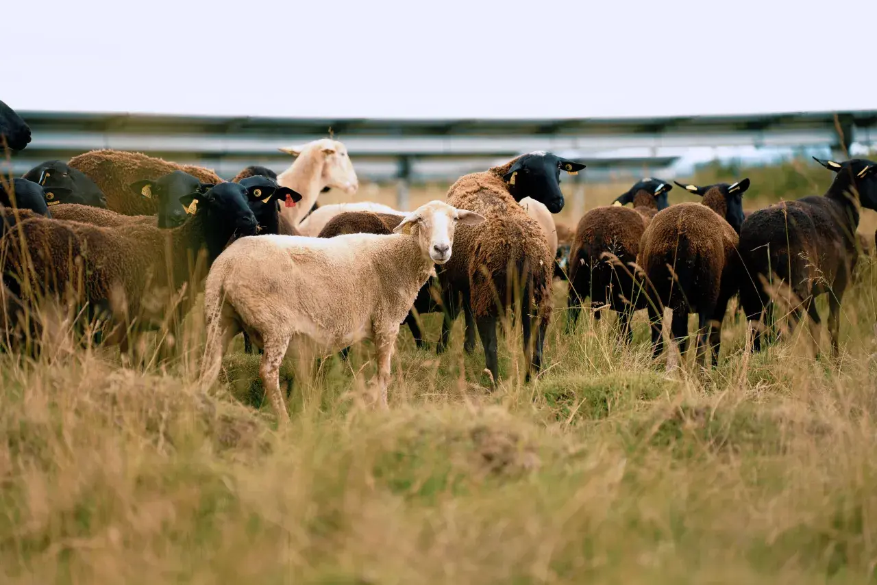 Brebis devant un parc solaire