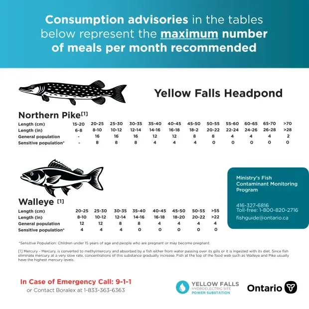 Yellow falls fish