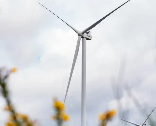 Vue éolienne, fleurs